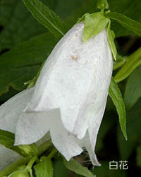 シロバナヤマホタルブクロの白花