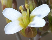 シロイヌナズナの花