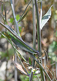 シロイヌナズナの茎