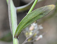シロイヌナズナの茎葉