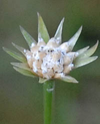 シロイヌノヒゲ頭花