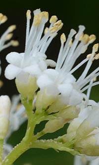 シロミノコムラサキ花