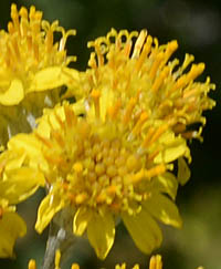 シロタエギクの花