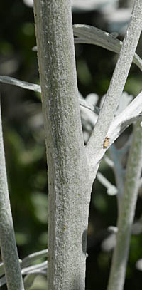 シロタエギクの茎