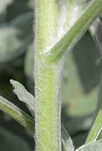 シロタエヒマワリの茎