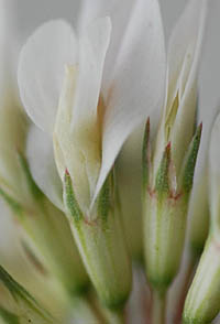 シロツメクサの花