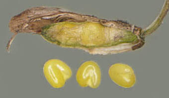 シロツメクサ種子