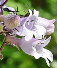 シロツリガネヤナギの花