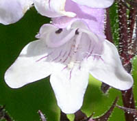 シロツリガネヤナギの花2