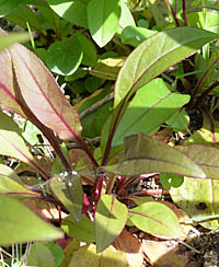 シロツリガネヤナギの根生葉2