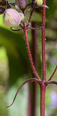 シロツリガネヤナギの茎