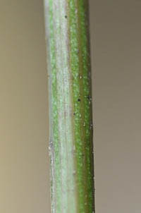 シロヨメナの茎