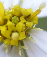 シロヨメナの筒状花