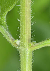シチヘンゲの茎