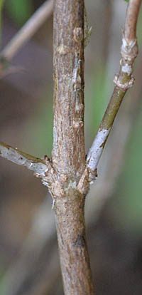 シチョウゲの茎
