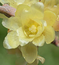 ソシンロウバイの花