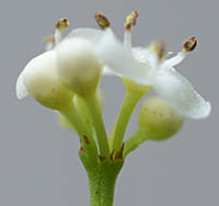 ソヨゴの雄花の花序