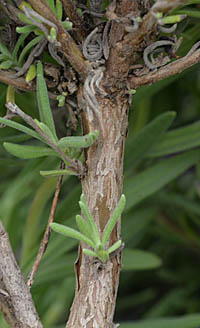 スパニッシュ・ラベンダー茎