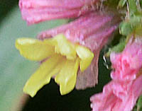 スターチスの花2