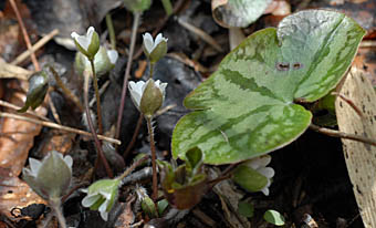 スハマソウ Hepatica Nobilis Var Japonica Form Variegata キンポウゲ科 Ranunculaceae ミスミソウ属 三河の植物観察