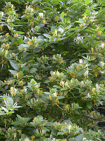 スイカズラ Lonicera Japonica スイカズラ科 Caprifoliaceae スイカズラ属 三河の植物観察