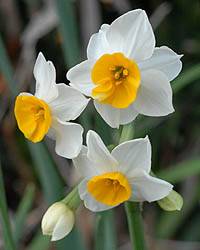 スイセン Narcissus Tazetta Var Chinensis ヒガンバナ科 Amaryllidaceae スイセン属 三河の植物観察