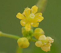 スカシタゴボウの花