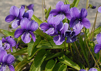 スミレ Viola Mandshurica スミレ科 Violaceae スミレ属 三河の植物観察