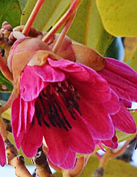 シャクナゲモドキの花