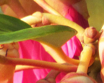 シャクナゲモドキの花柄