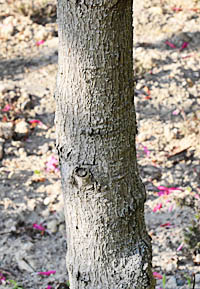 シャクナゲモドキの幹