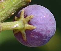 タイミンタチバナの萼