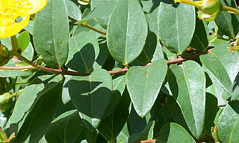 タイリンキンシバイの葉
