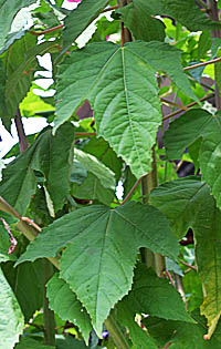 タイタンビカスの葉