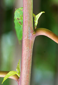 タイタンビカスの茎
