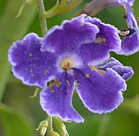 タイワンレンギョウ・タカラヅカの花