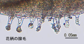 タカクマヒキオコシ花柄の腺毛