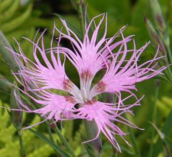 タカネナデシコの花