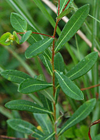 タカトウダイの茎葉