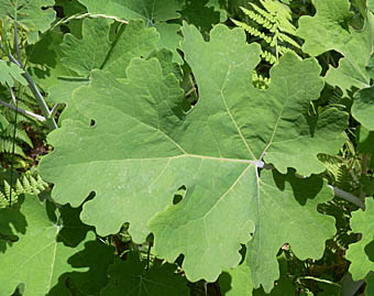 タケニグサの葉