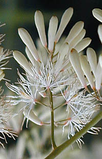 タケニグサの花