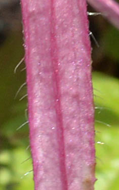 タケシマホタルブクロの花弁外