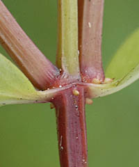 タケトアゼナの茎