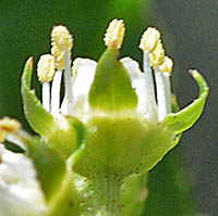 タコノアシの花柄の咢