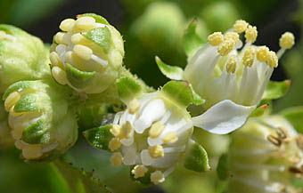 タコノアシ花