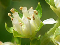タコノアシの花弁