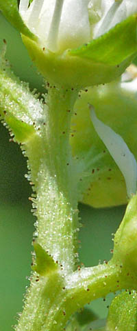 タコノアシの花柄の腺毛
