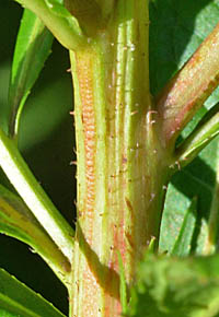 タコノアシの茎
