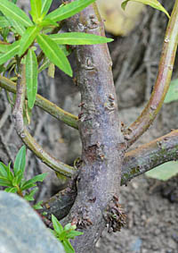 タコノアシの茎の基部