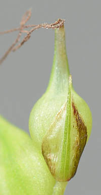 タマツリスゲの雌鱗片
